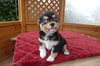 チワワ 子犬 探す 沢山のお問い合わせあ... 28578