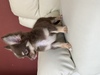 チワワ 子犬 探す チョコレート&タ... 28579