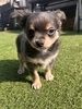チワワ 子犬 探す チワワの男の子 28593