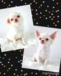 チワワ 子犬 探す 可愛く元気な子達です... 28607