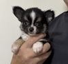 チワワ 子犬 探す とっても可愛いチワワ... 28608