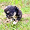 チワワ 子犬 探す ダークなチョコの小さ... 28626