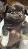 チワワ 子犬 探す チョコレートのチワワ... 28629