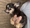 チワワ 子犬 探す しっかりボディーのチ... 28636