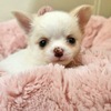 チワワ 子犬 探す 超極小だけど健康でヤ... 28661