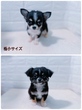 チワワ 子犬 探す 極小チワワ 28664