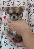 チワワ 子犬 探す おめめクリクリ可愛い... 28665