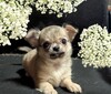 チワワ 子犬 探す ロングとスムースチワ... 28666