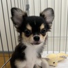 チワワ 子犬 探す 可愛いお顔ブラックタ... 28689