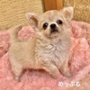 チワワ 子犬 探す わたあめ王子「めっぷ... 28697