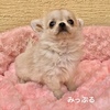 チワワ 子犬 探す キュート王子「みっぷ... 28698
