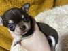チワワ 子犬 探す ハイクオリティ!チョ... 28701