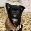 チワワ 子犬 探す 男の子 28713