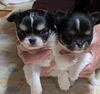 チワワ 子犬 探す 可愛い姉妹! 28715