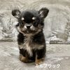チワワ 子犬 探す なつっこい「ミルブラ... 28719