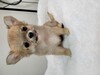 チワワ 子犬 探す チワワ男の子 28746