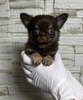 チワワ 子犬 探す チョコタンホワイト男... 28749