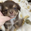 チワワ 子犬 探す チョコタン男の子 28751