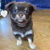チワワ 子犬 探す チョコタン女の子 28752