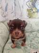 チワワ 子犬 探す チョコタンロングチワ... 28754