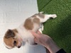 チワワ 子犬 探す 小さな体に大きな魅力... 28766