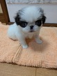 狆 子犬 探す 狆 1391