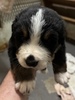 バーニーズ・マウンテン・ドッグ 子犬 探す ヨーロッパライン 2433