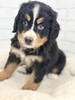 バーニーズ・マウンテン・ドッグ 子犬 探す ブラックラスト&... 2435