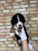 バーニーズ・マウンテン・ドッグ 子犬 探す ブラックラスト&... 2436