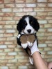 バーニーズ・マウンテン・ドッグ 子犬 探す ブラックラスト&... 2438