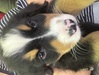 バーニーズ・マウンテン・ドッグ 子犬 探す めちゃくちゃ綺麗なお... 2439