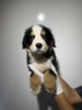 バーニーズ・マウンテン・ドッグ 子犬 探す 9947 2441