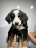 バーニーズ・マウンテン・ドッグ 子犬 探す 5067 2450