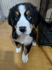 バーニーズ・マウンテン・ドッグ 子犬 探す 可愛い男の子 2451