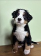 バーニーズ・マウンテン・ドッグ 子犬 探す バーニーズマウンテン... 2452