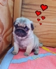 パグ 子犬 探す ふぉーんちゃんと黒ぱ... 5489