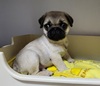 パグ 子犬 探す 受付終了 5491