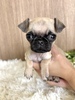 パグ 子犬 探す 超ミニサイズの女の子... 5495