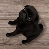 パグ 子犬 探す 黒パグ女の子6月13日... 5498