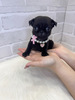 パグ 子犬 探す ミニミニちゃん。お迎... 5499