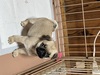 パグ 子犬 探す お父さんはJKCチャン... 5502