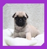 パグ 子犬 探す ●フォーンの男の子・... 5506