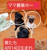 パグ 子犬 探す ふぉーんくんと黒ぱぐ... 5507