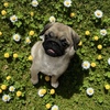 パグ 子犬 探す 可愛い女の子です。最... 5511