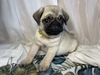 パグ 子犬 探す ムチムチのパグ3兄弟 5523