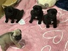 パグ 子犬 探す 可愛いパグの兄妹です... 5524