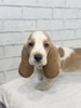 バセットハウンド 子犬 探す レモン&ホワイト5... 945
