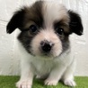 パピヨン  子犬 探す パピヨン女の子 4719