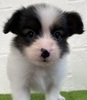 パピヨン  子犬 探す パピヨン女の子 4720
