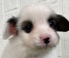 パピヨン  子犬 探す パピヨン男の子 4721